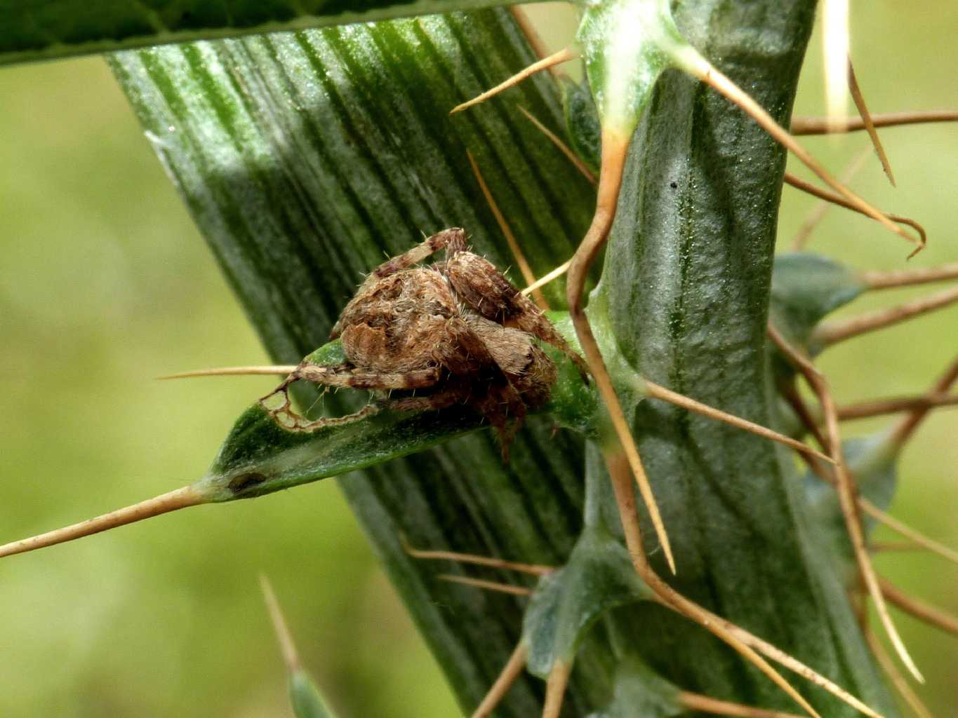 Neoscona subfusca & Agelenatea redii- Tolfa (RM)